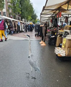 Leentje 02 Dappermarkt